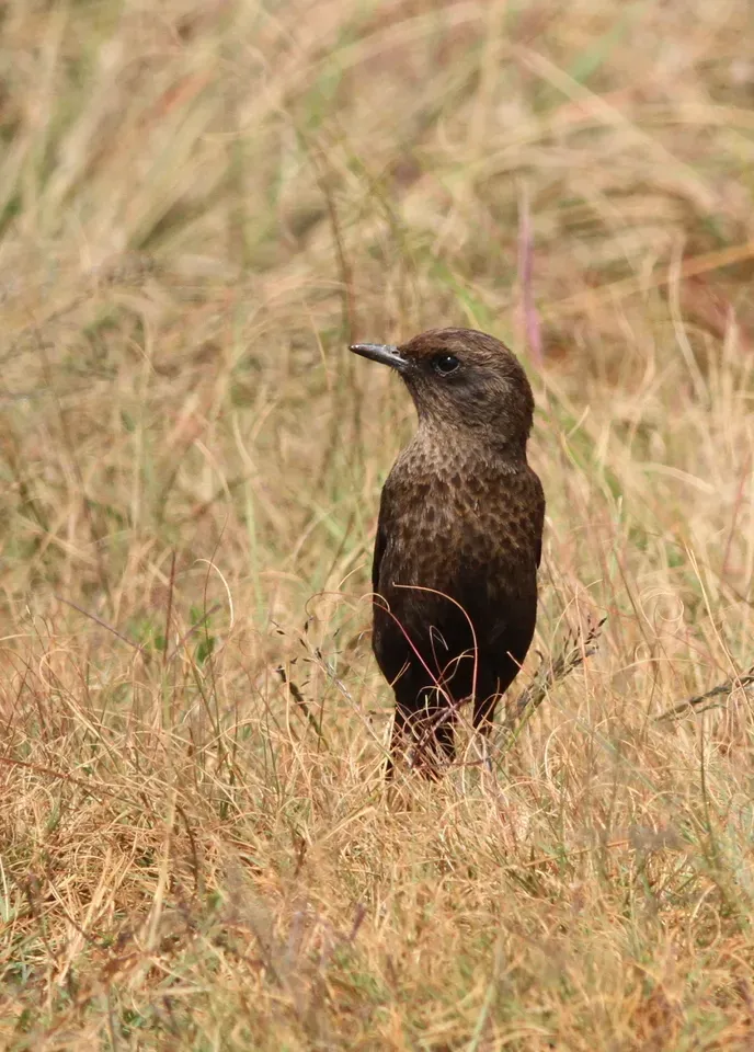 File:Ant-eating Chat (or Southern Anteater-chat), Myrmecocichla formicivora (13937233594).jpg