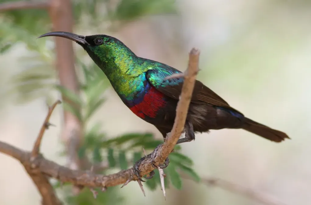 File:Marico sunbird, Cinnyris mariquensis (male) at Marakele National Park, Limpopo, South Africa (16275213906).jpg