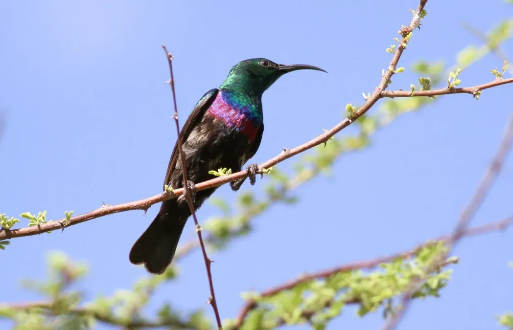 File:Marico sunbird, Cinnyris mariquensis (male) at Marakele National Park, Limpopo, South Africa (16115004759).jpg