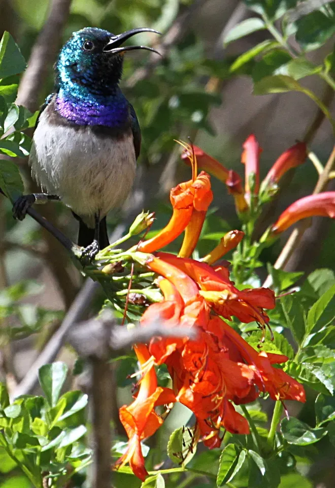 File:White-bellied Sunbird,Cinnyris talatala at Walter Sisulu National Botanical Garden (9645116529).jpg