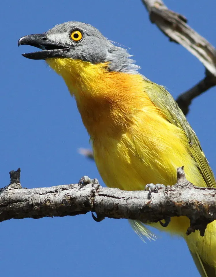 File:Grey-headed bushshrike, Malaconotus blanchoti at Marakele National Park, Limpopo, South Africa (16313576081).jpg