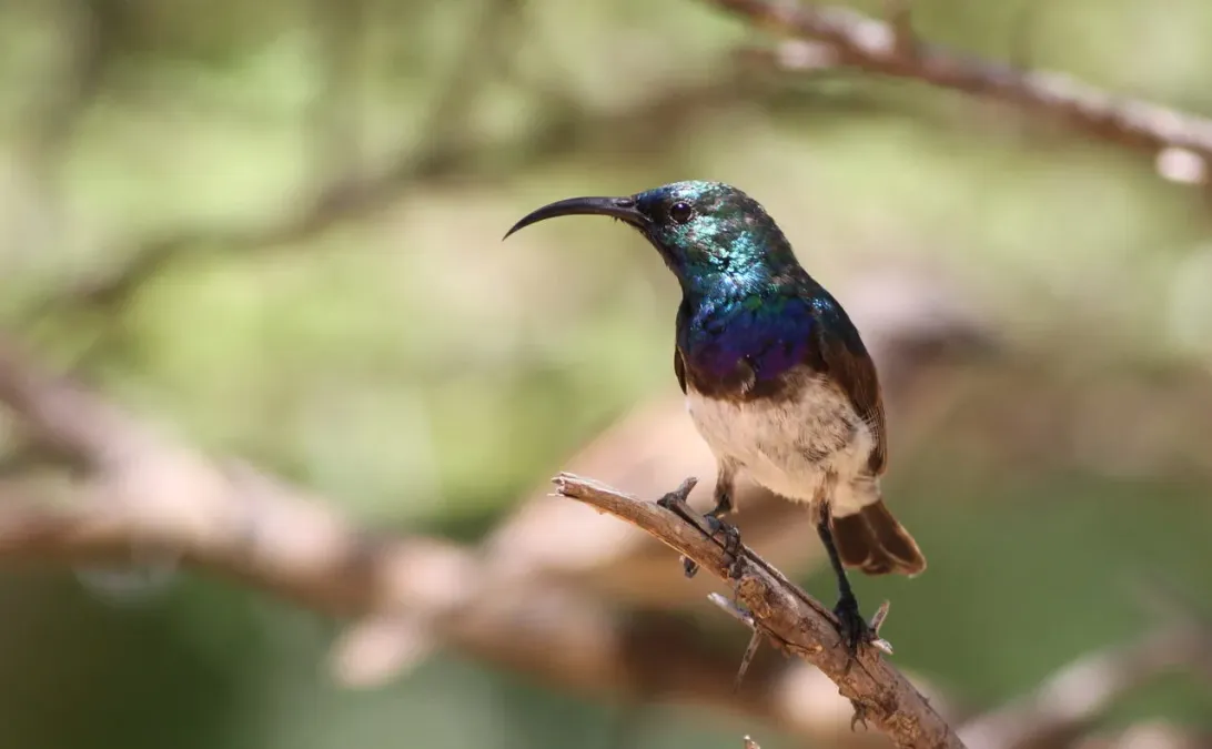 File:White-bellied Sunbird, Cinnyris talatala - male - at Marakele National Park, Limpopo, South Africa (16333840642).jpg