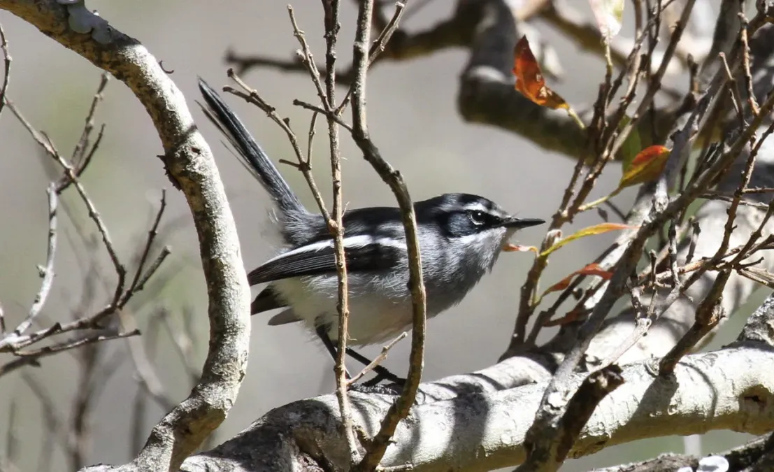 File:Fairy Flycatcher (or Fairy Warbler), Stenostira scita, at Walter Sisulu National Botanical Garden (9645136105).jpg