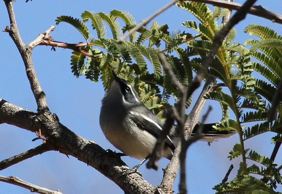 File:Fairy Flycatcher (or Fairy Warbler), Stenostira scita, at Walter Sisulu National Botanical Garden (9645137607).jpg