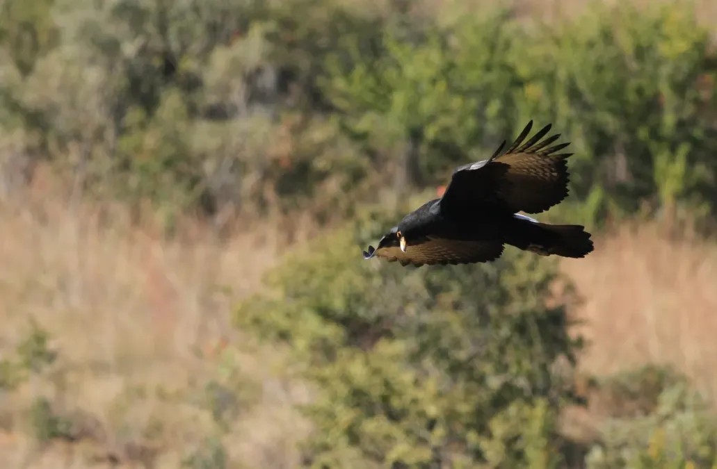 File:Verreaux's Eagle. Black Eagle, Aquila verreauxii (14082717725).jpg