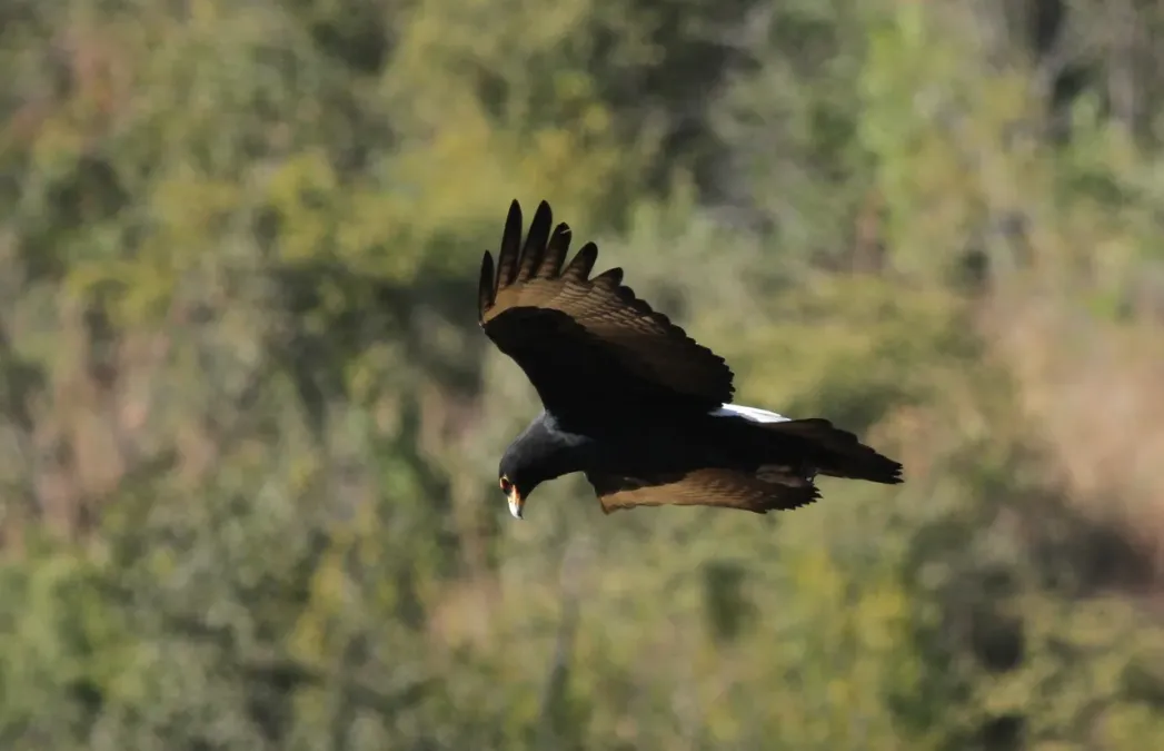 File:Verreaux's Eagle. Black Eagle, Aquila verreauxii (14059624026).jpg
