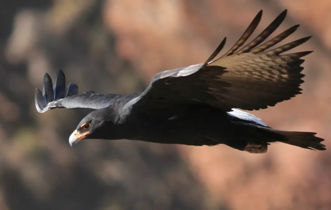 File:Verreaux's Eagle. Black Eagle, Aquila verreauxii (13896119397).jpg