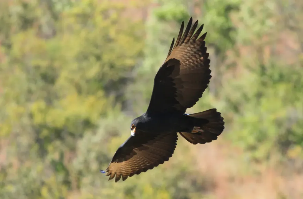 File:Verreaux's Eagle. Black Eagle, Aquila verreauxii (13896124917).jpg