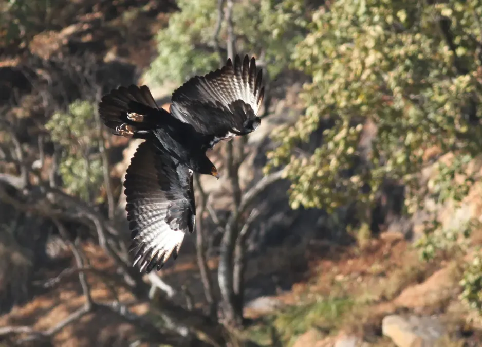 File:Verreaux's Eagle. Black Eagle, Aquila verreauxii (13896140918).jpg