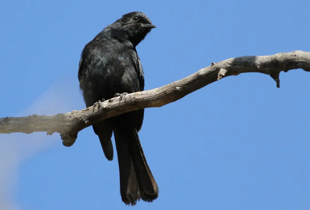 File:Southern black flycatcher, Melaenornis pammelaina, at Marakele National Park, Limpopo, South Africa (16209787268).jpg