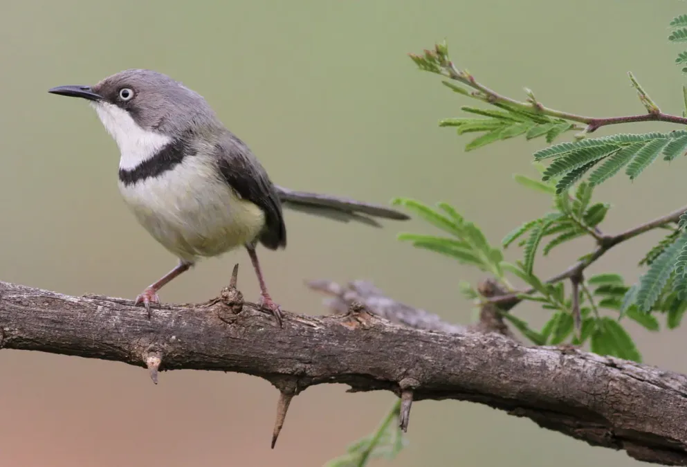File:Bar-throated Apalis, Apalis thoracica, at Marakele National Park, Limpopo, South Africa (16404043065).jpg