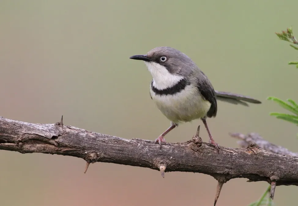 File:Bar-throated Apalis, Apalis thoracica, at Marakele National Park, Limpopo, South Africa (15781570104).jpg