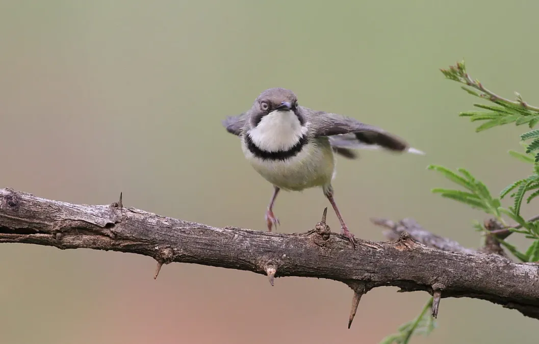 File:Bar-throated Apalis, Apalis thoracica, at Marakele National Park, Limpopo, South Africa (15783993093).jpg