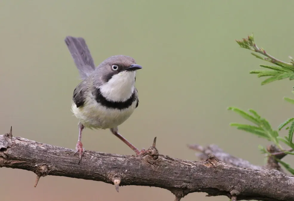 File:Bar-throated Apalis, Apalis thoracica, at Marakele National Park, Limpopo, South Africa (16216636110).jpg