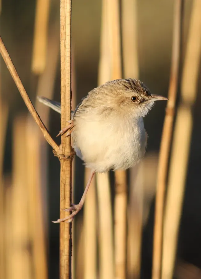 File:Desert cisticola, Cisticola aridulus, at Suikerbosrand Nature Reserve, Gauteng, South Africa (22851223575).jpg
