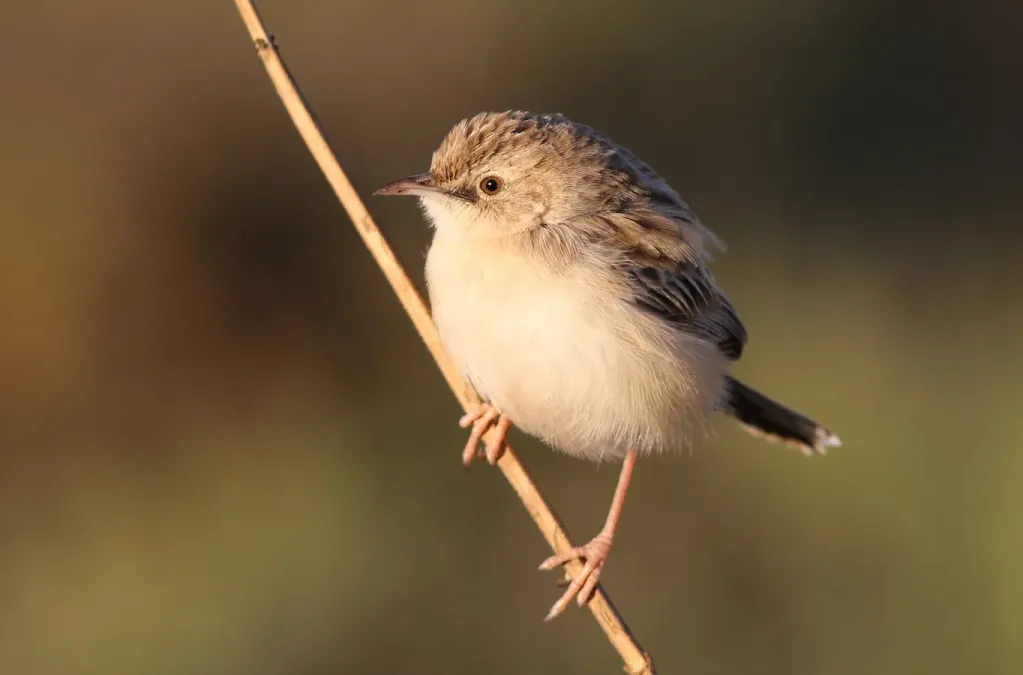 File:Desert cisticola, Cisticola aridulus, at Suikerbosrand Nature Reserve, Gauteng, South Africa (22432844087).jpg