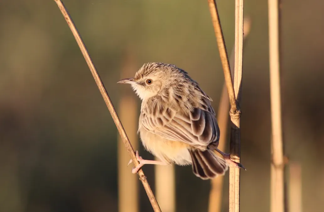 File:Desert cisticola, Cisticola aridulus, at Suikerbosrand Nature Reserve, Gauteng, South Africa (22825222756).jpg