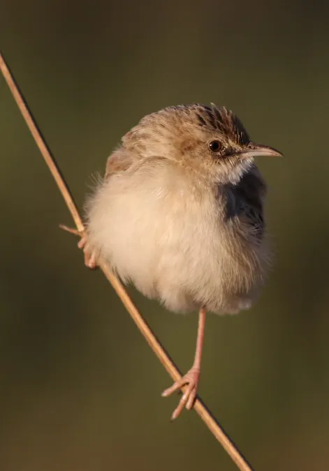File:Desert cisticola, Cisticola aridulus, at Suikerbosrand Nature Reserve, Gauteng, South Africa (22230047073).jpg