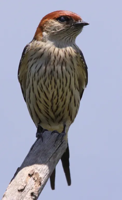 File:Greater Striped Swallow, Hirundo cucullata (syn. Cecropis cucullata) at Marievale Nature Reserve, Gauteng, South Africa (6401079701).jpg