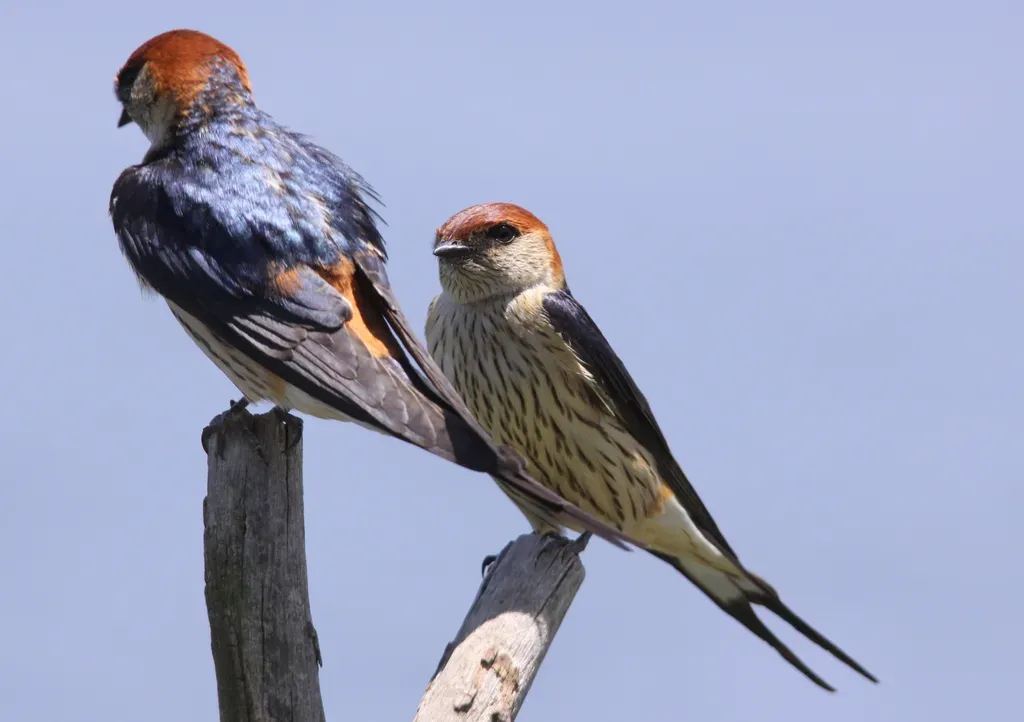 File:Greater Striped Swallow, Hirundo cucullata (syn. Cecropis cucullata) at Marievale Nature Reserve, Gauteng, South Africa (6401082867).jpg