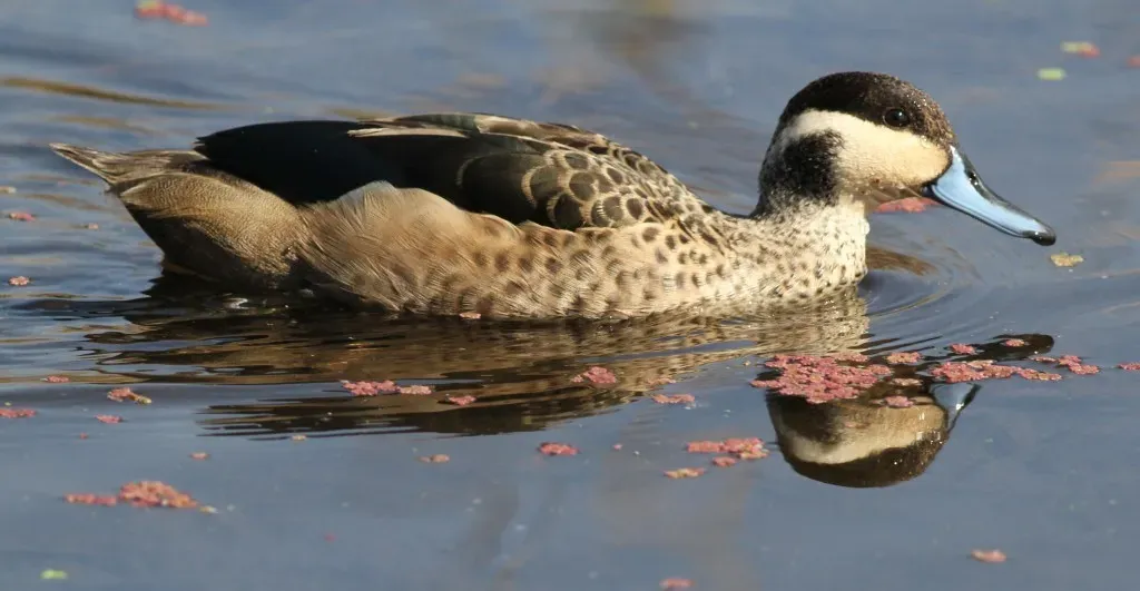 File:Blue-billed Teal (Spatula hottentota) at Marievale Nature Reserve, Gauteng, South Africa (8836936221).jpg