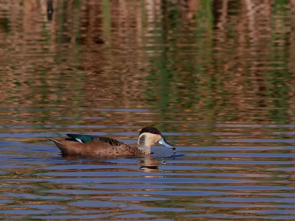File:Blue-billed Teal (Spatula hottentota), Marievale Nature Reserve, Gauteng, South Africa (8116912715).jpg