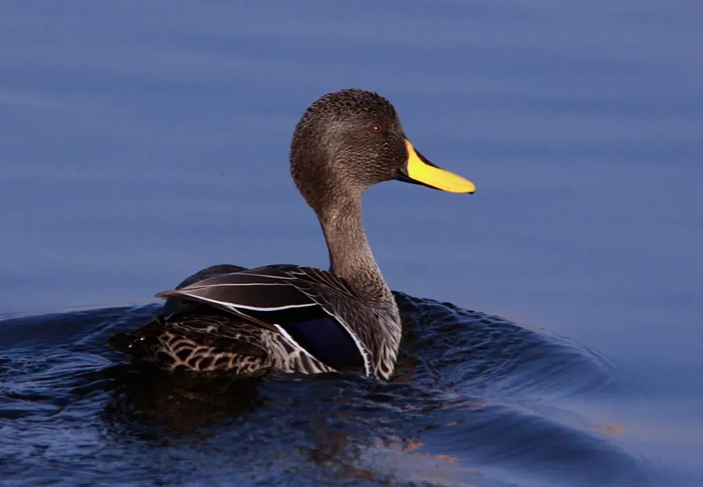 File:Yellow-billed Duck, Anas undulata at Marievale (8116915515).jpg