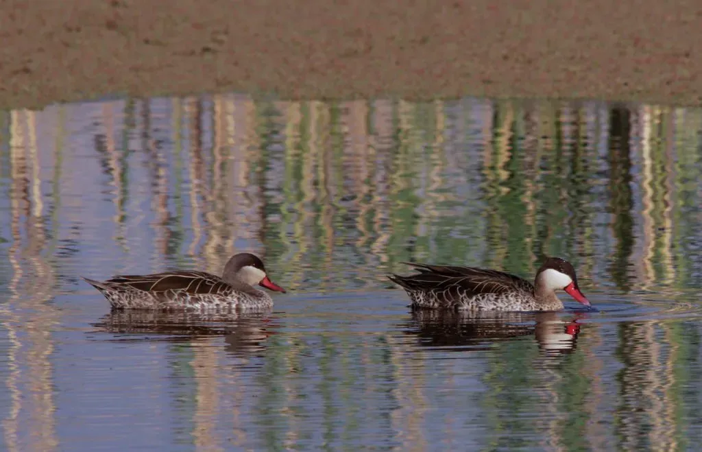 File:A pair of Red-billed Teal Anas erythrorhyncha, Marievale (8116911851).jpg