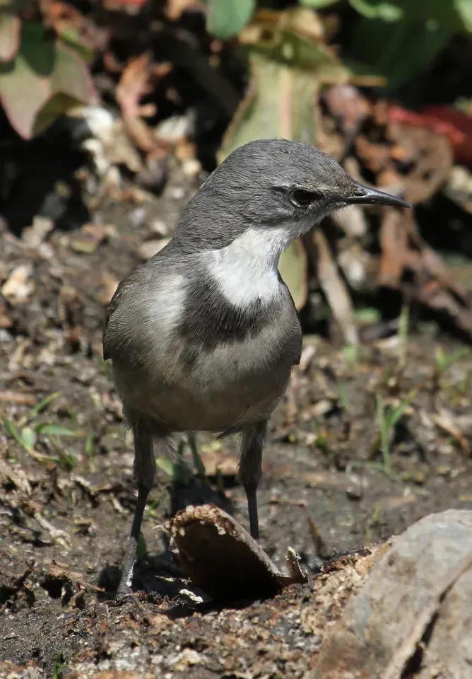 File:Cape Wagtail, Motacilla capensis at Marievale Nature Reserve, South Africa (9708428231).jpg