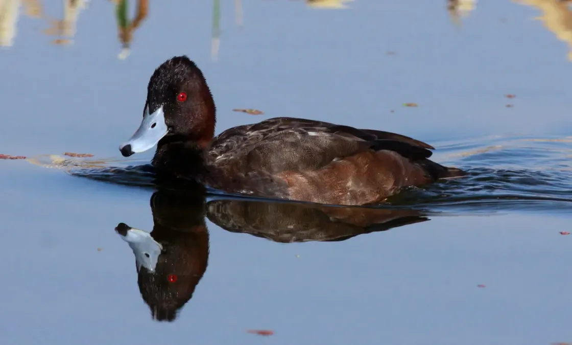File:Southern Pochard (Netta erythrophthalma) (9716887179).jpg