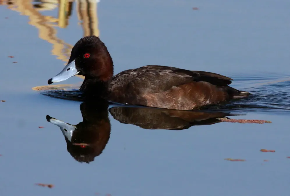 File:Southern Pochard (Netta erythrophthalma) (9720118692).jpg