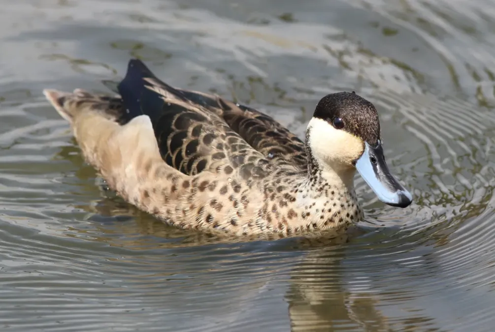 File:Blue-billed Teal (Spatula hottentota) at Marievale Nature Reserve, Gauteng, South Africa (20536406464).jpg