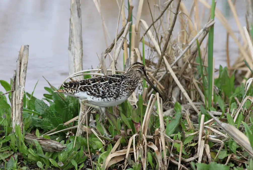 File:African Snipe, Gallinago nigripennis at Marievale Nature Reserve, Gauteng,South Africa (21493179166).jpg