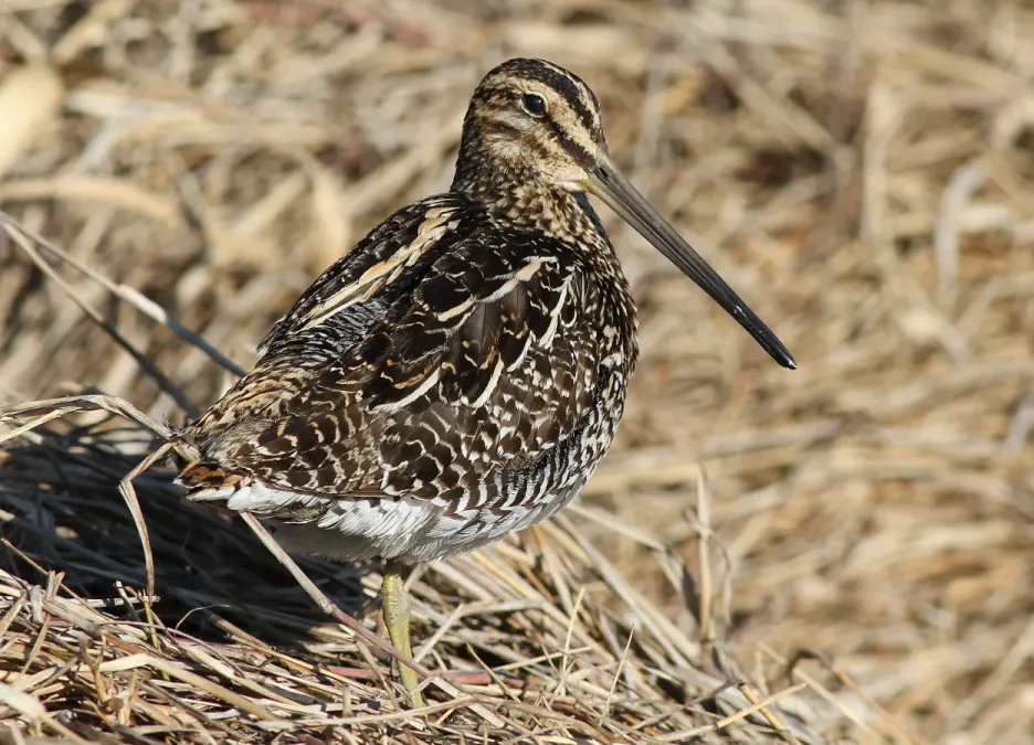 File:African Snipe, Gallinago nigripennis at Marievale Nature Reserve, Gauteng,South Africa (20896625024).jpg