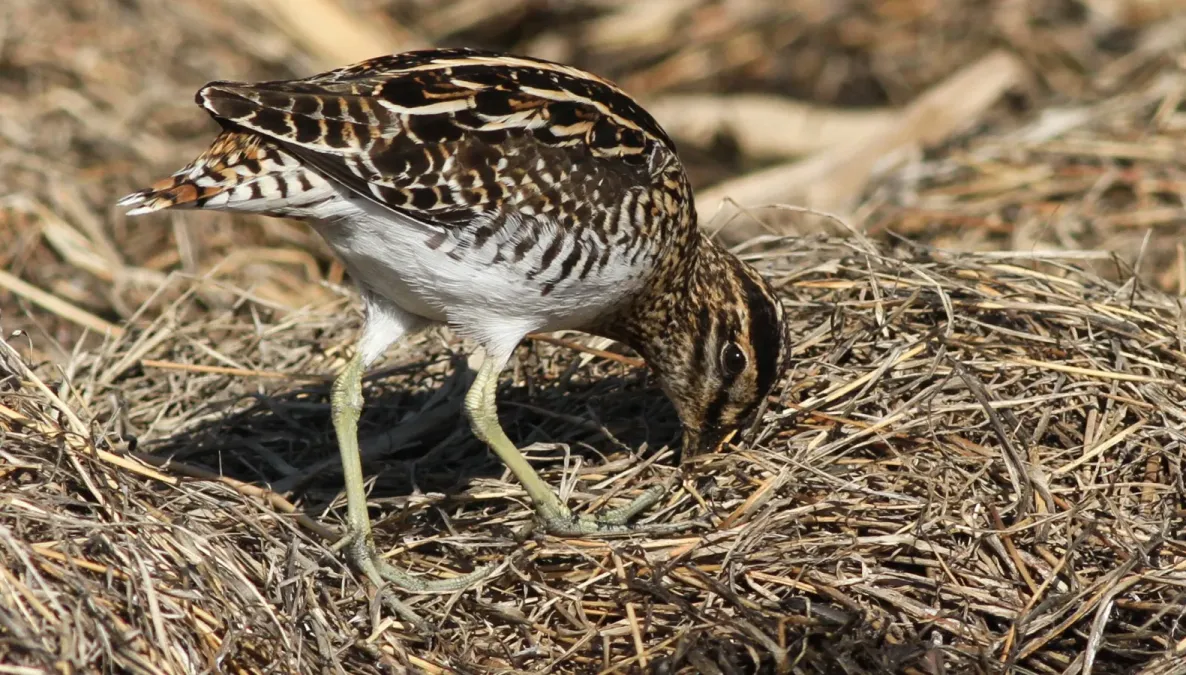 File:African Snipe, Gallinago nigripennis at Marievale Nature Reserve, Gauteng,South Africa (21331510918).jpg
