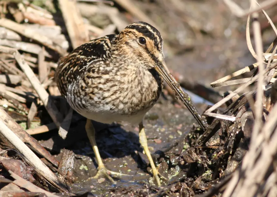 File:African Snipe, Gallinago nigripennis at Marievale Nature Reserve, Gauteng,South Africa (20898224023).jpg