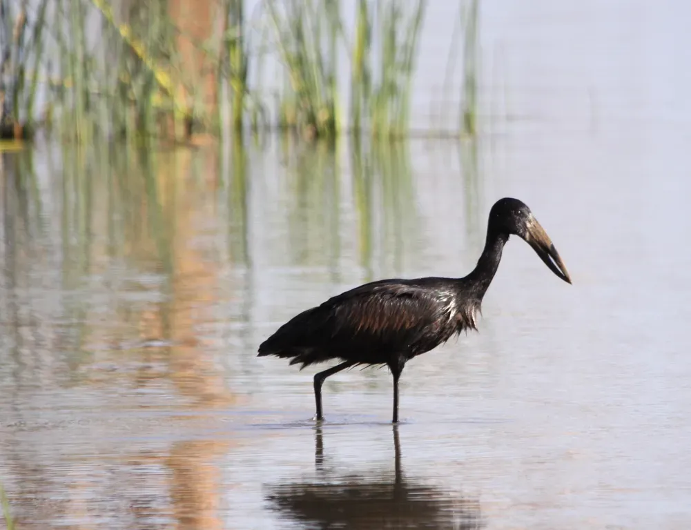 File:African Openbill, Anastomus lamelligerus (6073692460).jpg
