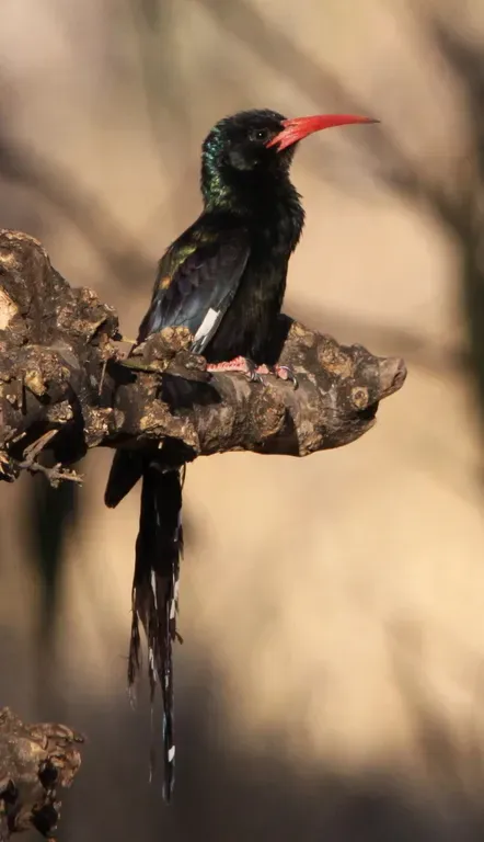 File:Green Wood Hoopoe, Phoeniculus purpureus (6041772130).jpg