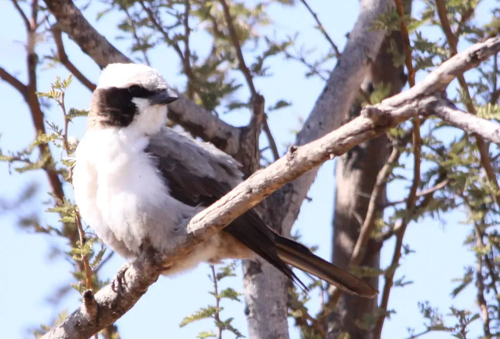 File:Southern White-crowned Shrike (Eurocephalus anguitimens) taken at the entrance to the Mapungubwe campsite (6017408978).jpg
