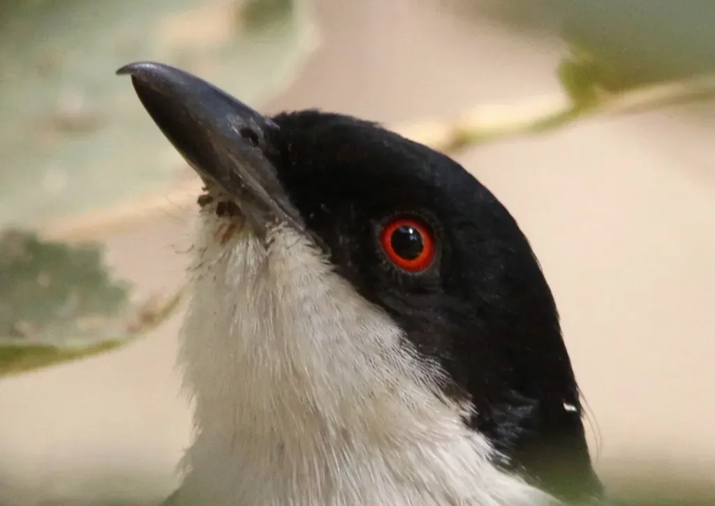 File:Black-backed Puffback (Dryoscopus cubla) (6017632158).jpg
