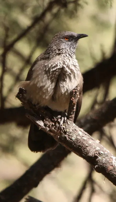 File:Arrow-marked Babbler (Turdoides jardineii) (6017939834).jpg