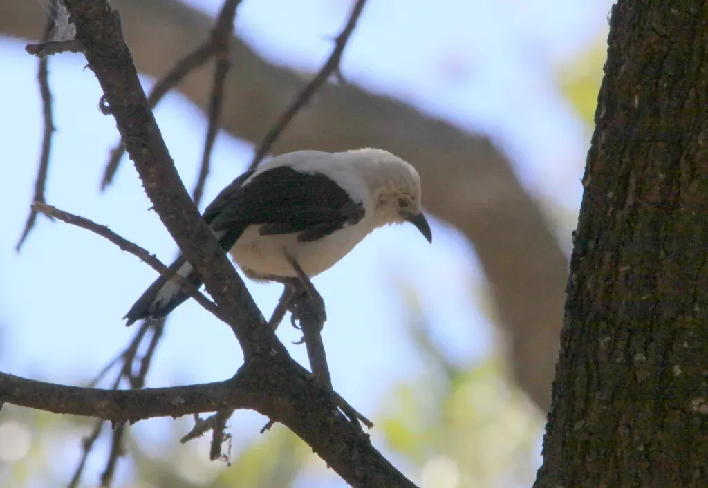 File:Southern Pied-babbler (Turdoides bicolor) (6018003010).jpg