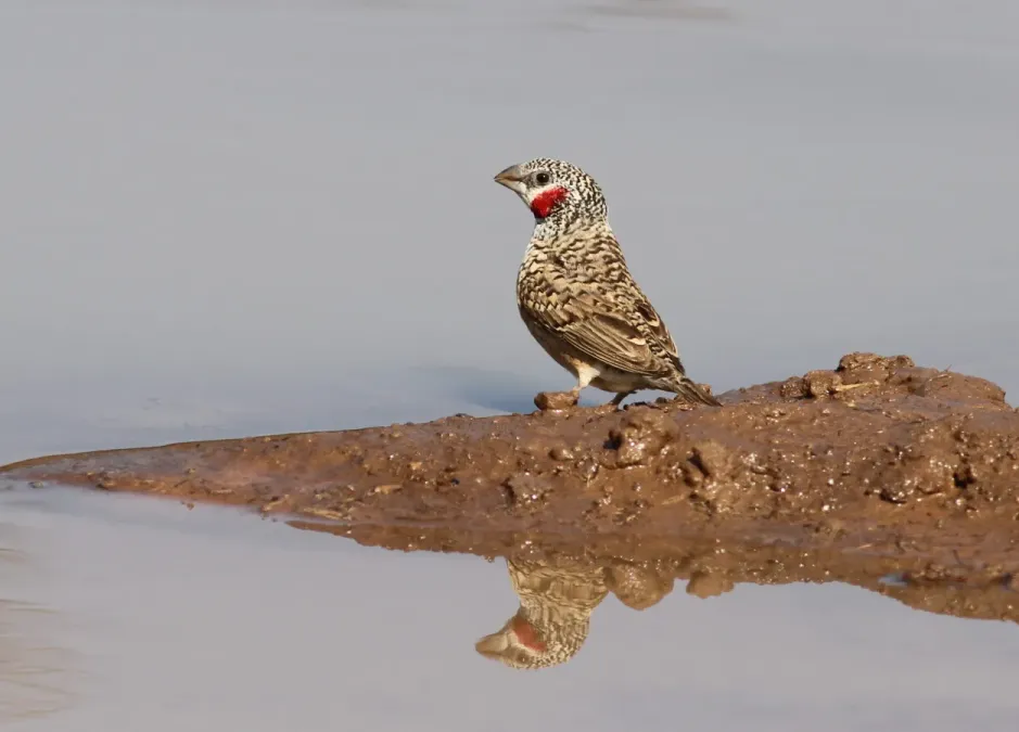 File:Cut-throat finch, Amadina fasciata at Mapungubwe National Park, Limpopo, South Africa (album includes copulating pair) (17867360491).jpg