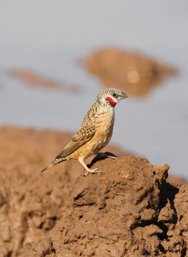 File:Cut-throat finch, Amadina fasciata at Mapungubwe National Park, Limpopo, South Africa (album includes copulating pair) (17679229160).jpg