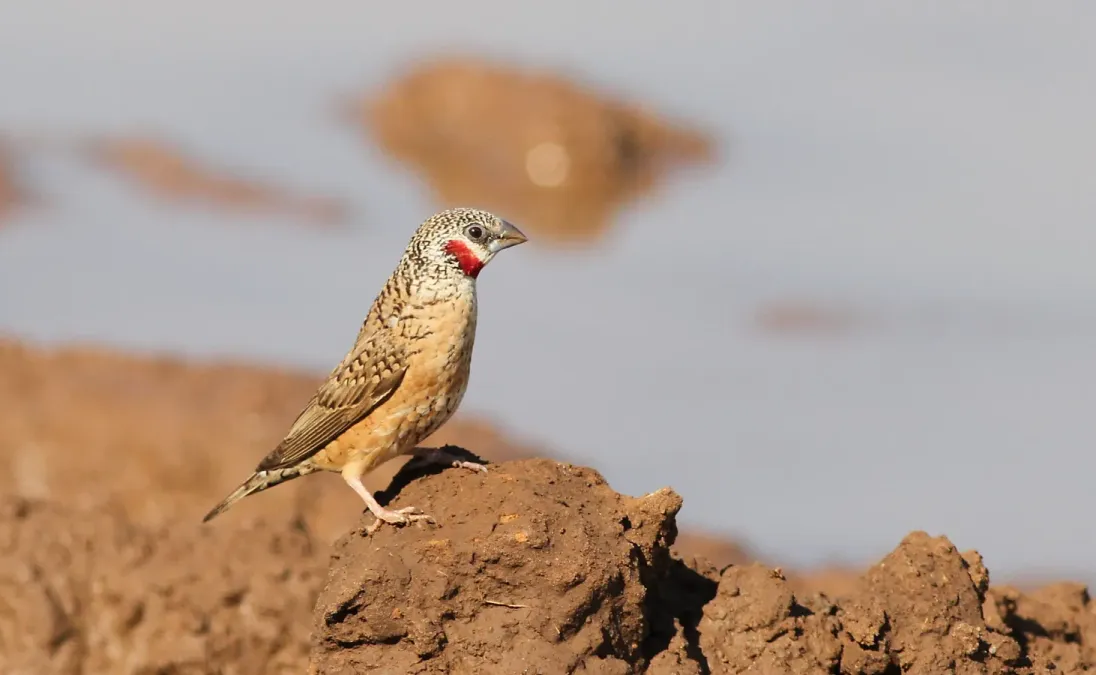 File:Cut-throat finch, Amadina fasciata at Mapungubwe National Park, Limpopo, South Africa (album includes copulating pair) (17863919912).jpg