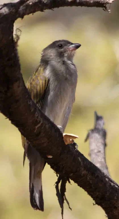 File:Lesser Honeyguide (Indicator minor) in Mapungubwe (6037876629).jpg