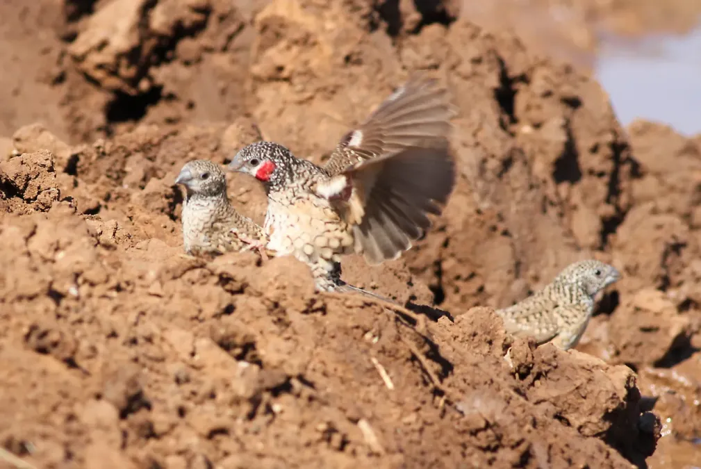 File:Cut-throat finch, Amadina fasciata at Mapungubwe National Park, Limpopo, South Africa (album includes copulating pair) (17678999268).jpg