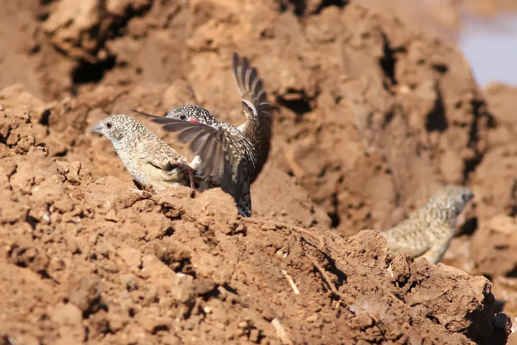 File:Cut-throat finch, Amadina fasciata at Mapungubwe National Park, Limpopo, South Africa (album includes copulating pair) (17678970998).jpg