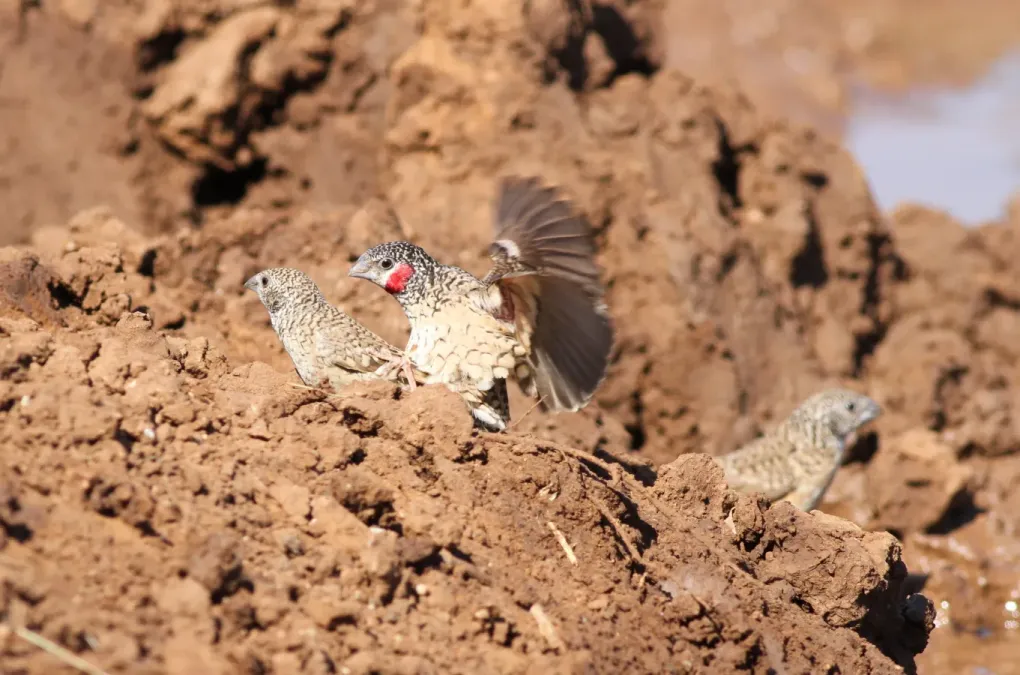 File:Cut-throat finch, Amadina fasciata at Mapungubwe National Park, Limpopo, South Africa (album includes copulating pair) (17867321551).jpg