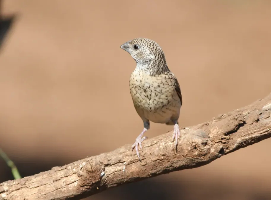 File:Cut-throat finch, Amadina fasciata at Mapungubwe National Park, Limpopo, South Africa (album includes copulating pair) (17246346233).jpg